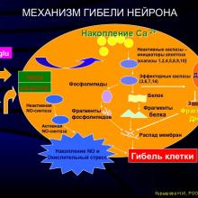 Курышева Н.И., профессор. Концепция глаукомной отптической нейропатии.   Центр офтальмологии  ФМБА России, г. Москва. Доклад на  V Российском общенациональном офтальмологическом форуме (РООФ2012, AROF2012), 04.10.2012г., Москва, Россия. Информационная поддержка www.organum-visus.com специально для www.eye-portal.ru