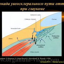 Астахов Ю.С. Некоторые аспекты патогенеза первичной открытоугольной глаукомы. Доклад на XX офтальмологическом конгрессе «Белые ночи-2014». Информационный партнер www.organum-visus.com