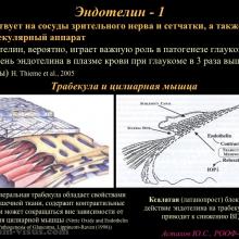Астахов Ю.С. Глаукома и системные заболевания. Доклад на IX Российском общенациональном офтальмологическом форуме (РООФ-2016, Москва, Россия, 12 октября). Под эгидой Межрегиональной общественной организации «Ассоциация врачей – офтальмологов». Информационный партнер портал Орган зрения organum-visus.ru