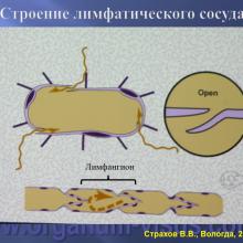 Страхов В.В. Современные представления о путях оттока внутриглазной жидкости из глаза (11 сентября 2015г., г. Вологда, Россия). Glaucoma pathogenesis. Портал Орган зрения www.organum-visus.com